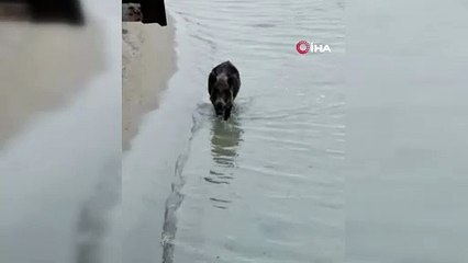 Denizden Çıkan Yaban Domuzu Plajı Karıştırdı!