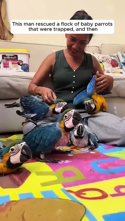 This man rescued a flock of baby parrots that were trapped, and then #animalshorts