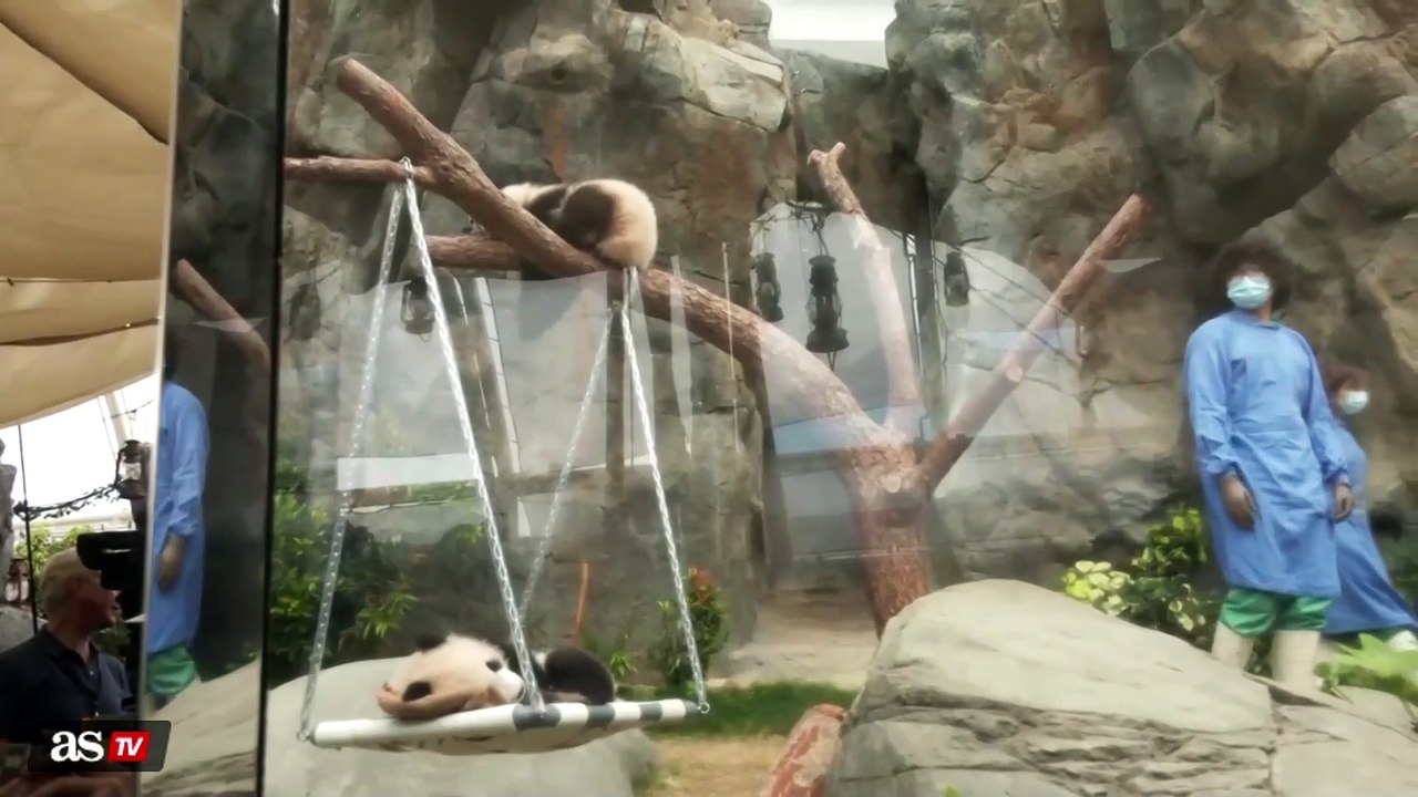 Hong Kong-born giant panda twins meet the media