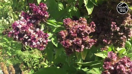 Gardening tales from the UAE: How to grow a kitchen garden in your balcony this summer