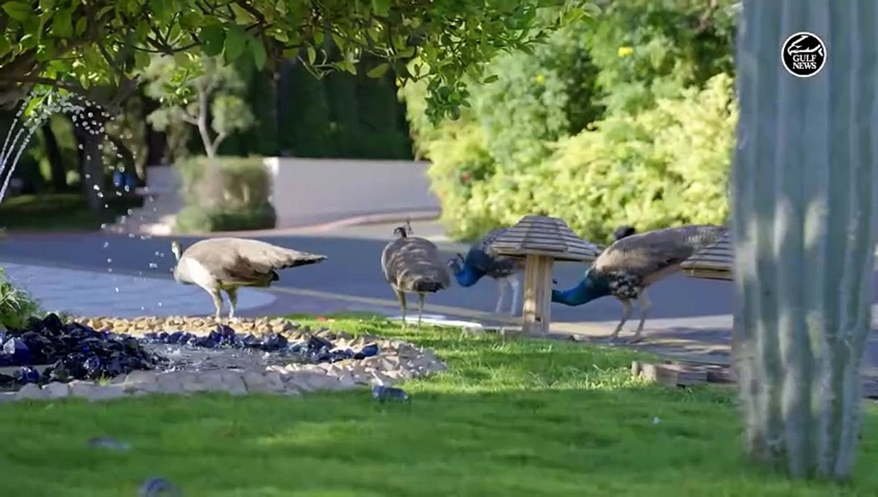 Sheikh Mohamed bin Zayed and Sheikh Mohammed bin Rashid meet to discuss UAE affairs in Dubai