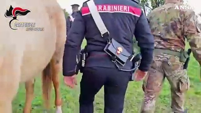 Kalashnikov, fucili e 3 chili di esplosivo scoperti nel reggino