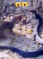 Snake and mongoose 🐍🦘😭  #animals #cuteanimals #reels