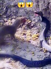 Snake and mongoose 🐍🦘😭  #animals #cuteanimals #reels