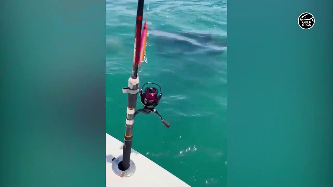 Abu Dhabi coast witnesses the rare sighting of killer whales