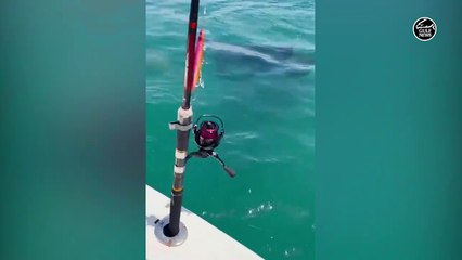 Abu Dhabi coast witnesses the rare sighting of killer whales