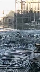 Llora perrito entre cenizas del mega incendio en San Nicolás (VIDEO)