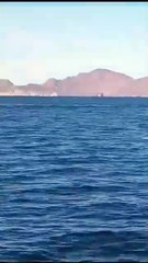 Captan pescadores de Sonora a Orcas devorando a ballena (VIDEO)