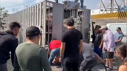 Rescatan cerdos atrapados tras 7 horas de volcadura de tráiler en CEM (VIDEO)