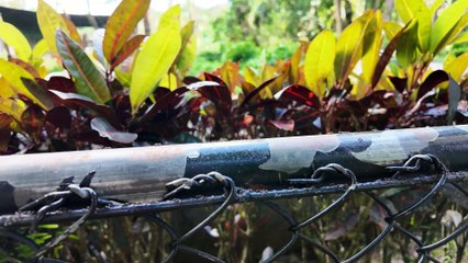 Davao City A Hidden Gem or Just a Stopover? 🇵🇭