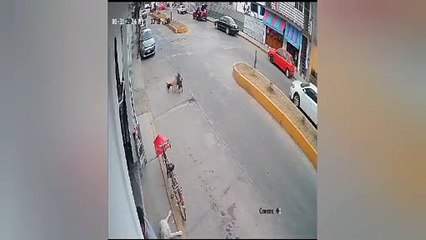 Buscan al conductor que atropelló a dos lomitos, uno murió en Jilotepec (VIDEO)