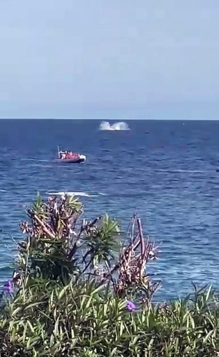 Captan a ballenas jugando en playa de Los Cabos