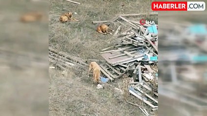Başıboş Sokak Köpekleri Kedilere Saldırdı