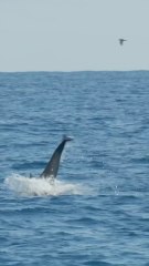 Baby dolphin sighting!! #BabyAnimals #Shorts - 1080