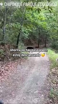Captan a oso dormido en medio de vereda en Chipinque (VIDEO)