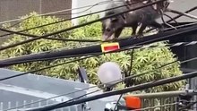 Mother Possum Has Great Balance, Carries 7 Children Across A Wire
