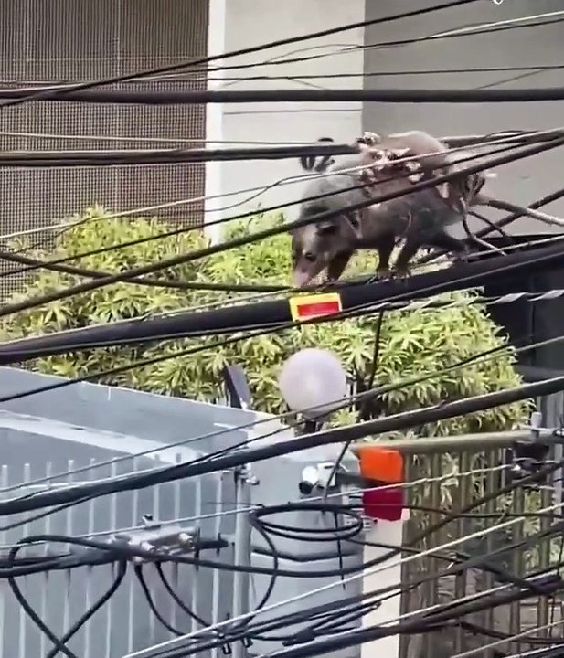 Mother Possum Has Great Balance, Carries 7 Children Across A Wire