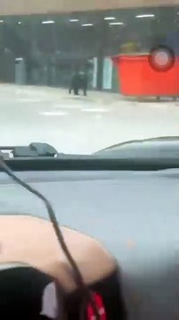 Captan a familia de osos buscando comida al sur de Monterrey