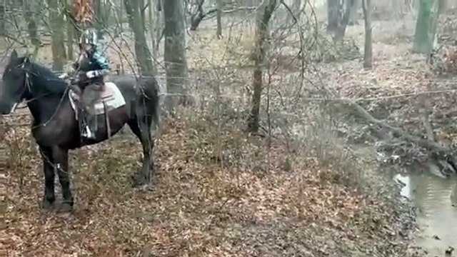 Horse Slips While Climbing Slope and Falls in Water