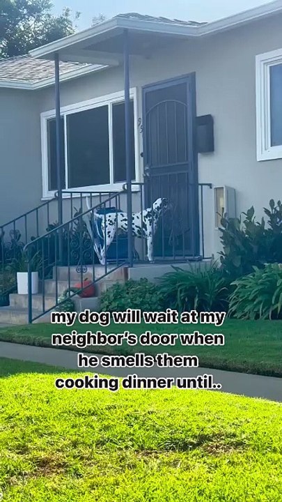 Dalmatian Patiently Waits Outside Neighbor's Door for Dinner Until It's Let In