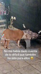 Regia muestra el dolor de sus mascotas tras muerte de su perrita (VIDEO)