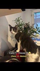 Cats 1 - Home 0 😭 Chats 1 - Maison 0 😭