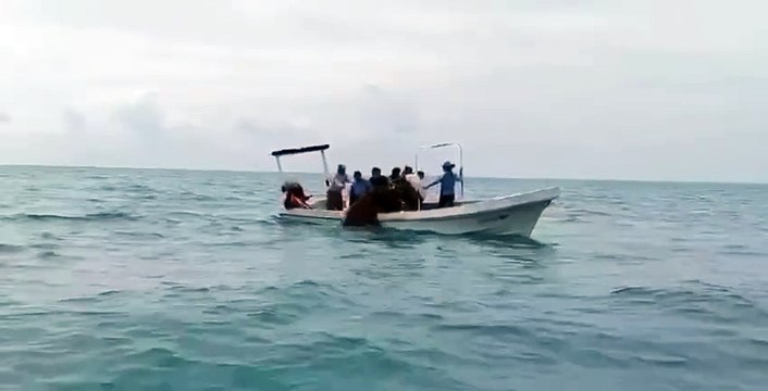 Encuentran delfines varados y vivos en Telchac Puerto