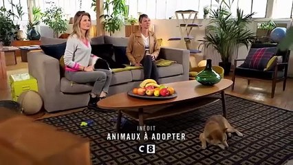 Animaux à adopter : nouvelle famille pour une nouvelle vie
