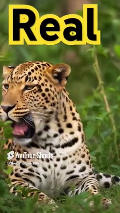#DreamScreenAI reel vs real #reel ⭕ #real