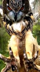 he World’s Largest Owl: Majestic & Mysterious! 🦉✨ #Shorts
