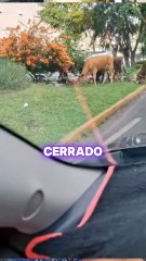 Ganado causa estragos en el fraccionamiento Las Américas en Mérida