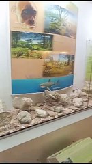 Descubre la historia de Los Cabos en el Museo de Historia Natural