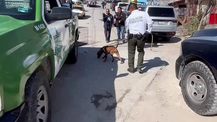 Policía Ambiental de Saltillo rescata a perrito en mal estado y le brinda atención médica