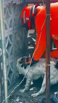 VIDEO l Protección Civil de Guadalupe rescata a perro atrapado en azotea