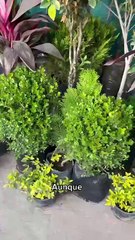 Frente Frío 23: consejos para cuidar las plantas de las bajas temperaturas