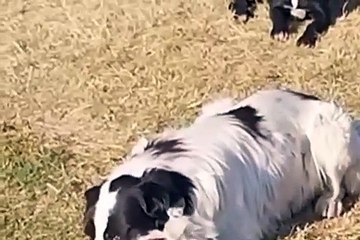 Captan a perritos jugando con cráneo humano en Ecatepec