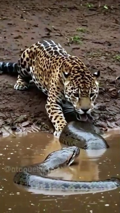 Sucuri ataca Onça (VIDEO COMPLETO) #wildanimals #anaconda #wild #animals #animalattack #wildanimal #wildanimalrescue #crocodilo #leão