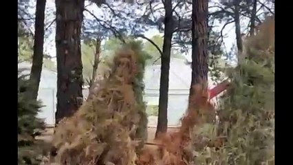 Inicia reciclaje de arbolitos de navidad en Edomex