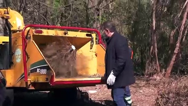 Adrián de la Garza encabeza el inicio de la recolección de pinos navideños