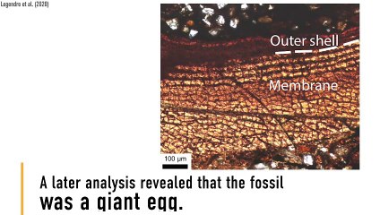 Humongous Fossil Egg Found In Antarctica