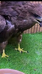 Un #halcón cubría a un #gatito con sus alas… hasta que la ayuda llegó   Después de una fuerte lluvia, en medio de la calle, un halcón y un gatito se refugiaban juntos, solos y sin nadie que los protegiera.   Cuando