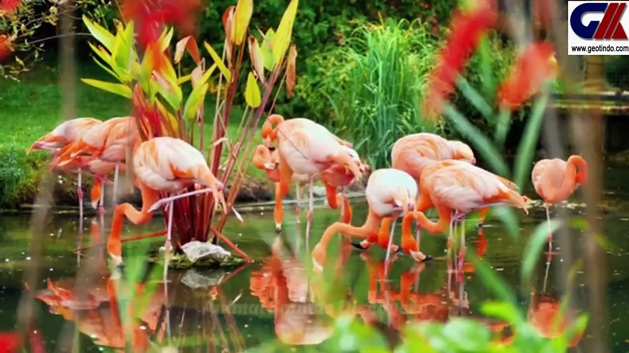 LOVELY FARM ANIMALS