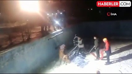 Boş Havuzda Mahsur Kalan İnek Kurtarıldı