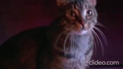 El ojo del gato (1985) pelicula completa español latino