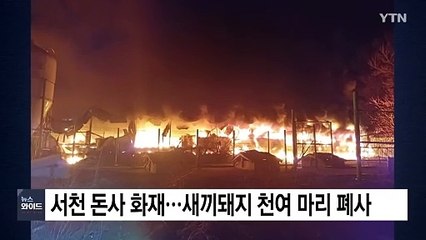 서천 돈사 화재...새끼돼지 천여 마리 폐사 / YTN