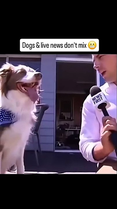Dogs attrocities 😂🤣
