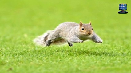 Bizarre Moment: an Excited SQUIRREL Joins the Attack for Norwich's Goal, and Fans Make the Same Joke