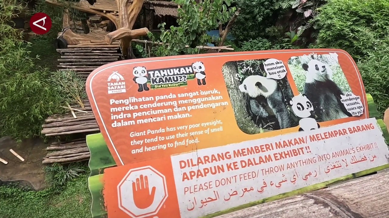 _Cho vay giống_ bảo tồn gấu trúc khổng lồ ở Indonesia