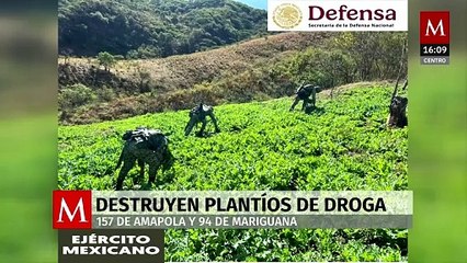SSPC: Ejército y Fuerza Aérea Mexicana luchan contra el narcotráfico y la producción de drogas