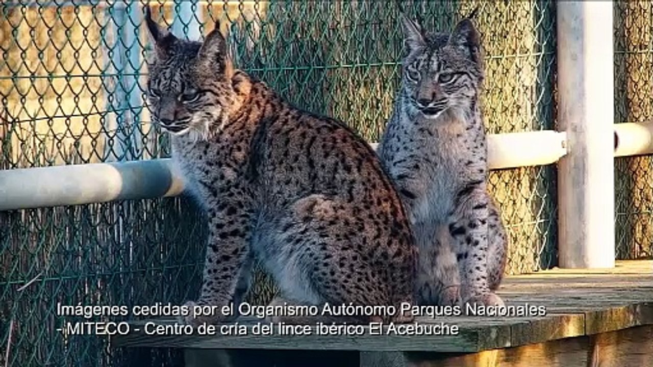 Lince